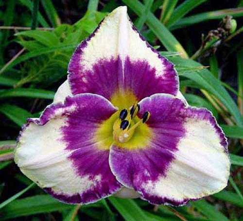 Eye Catching  23x5