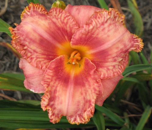 Maggie  26x5.5