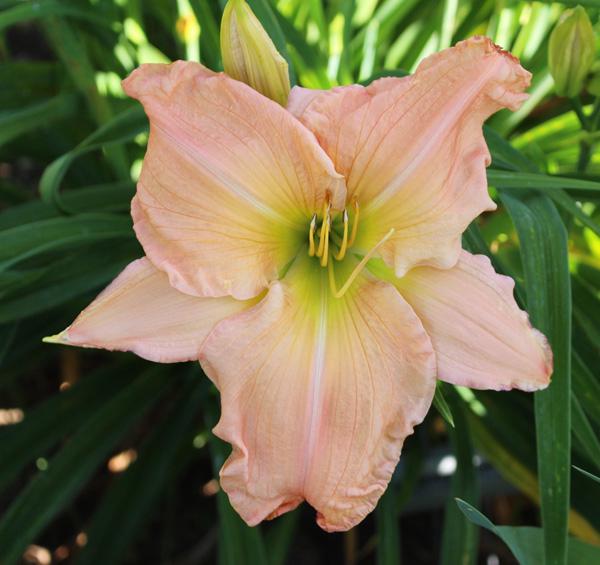 Peach Jubilee  29x7