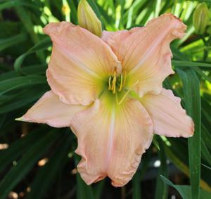 PEACH JUBILEE