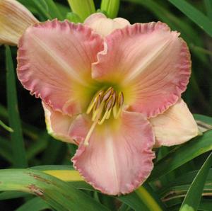 SUMMER PASSION