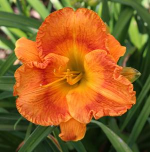 TROPICAL SENSATION