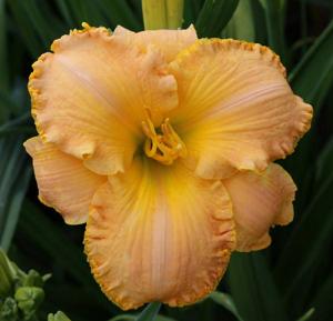 UNTAMED GLORY