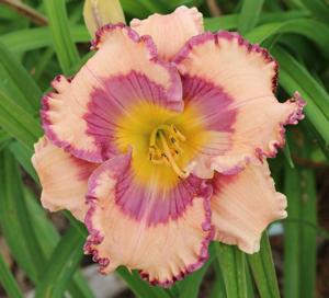 SHERRY CANDY