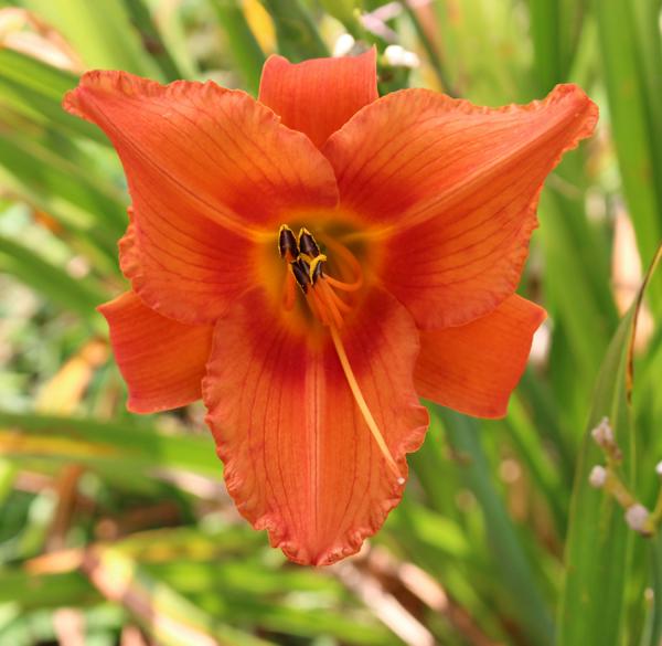 Indian Paintbrush  28x5