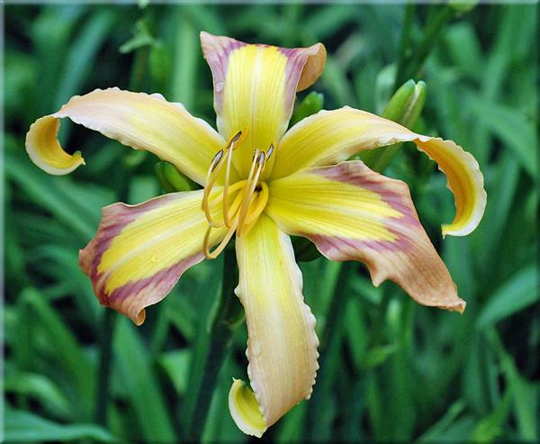 Discarded Beauty  44x9 001