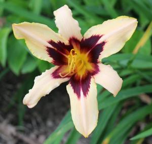 VOLUSIAN SPIDER