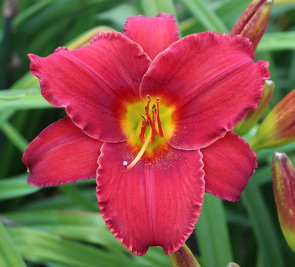 LOTS GAP MOUNTAIN DAYLILIES - RED RAZZMATAZZ