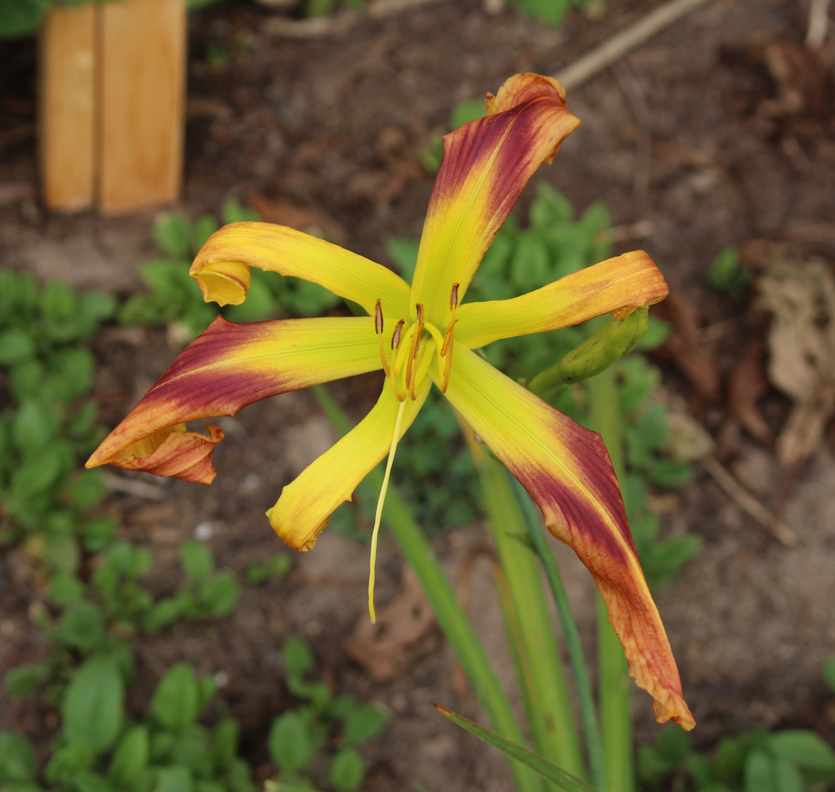 LOTS GAP MOUNTAIN DAYLILIES - RUTH GETS IT DONE
